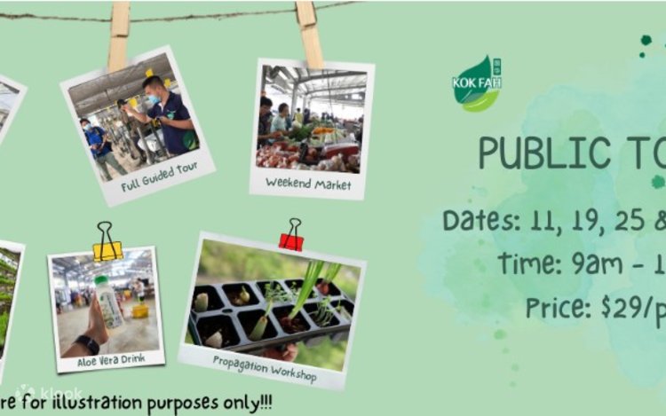 Vegetable Guided Farm Tour and Propagation workshop - Klook United States