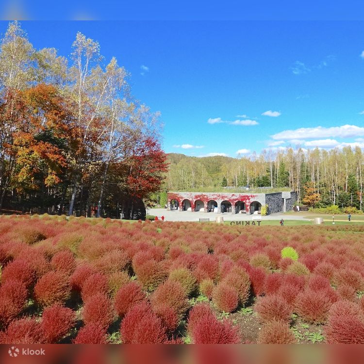 Hokkaido | One-day tour to Autumn Cherry Blossoms