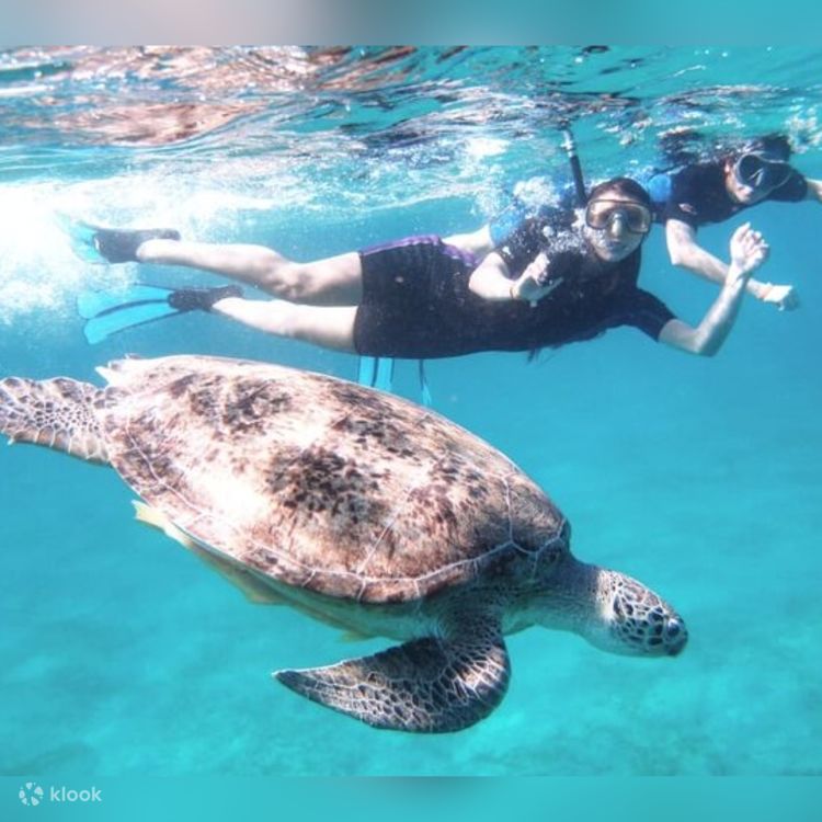Das ultimative Erlebnis: Schildkröten-Schnorcheln am Abu Dabbab Beach - Einführung