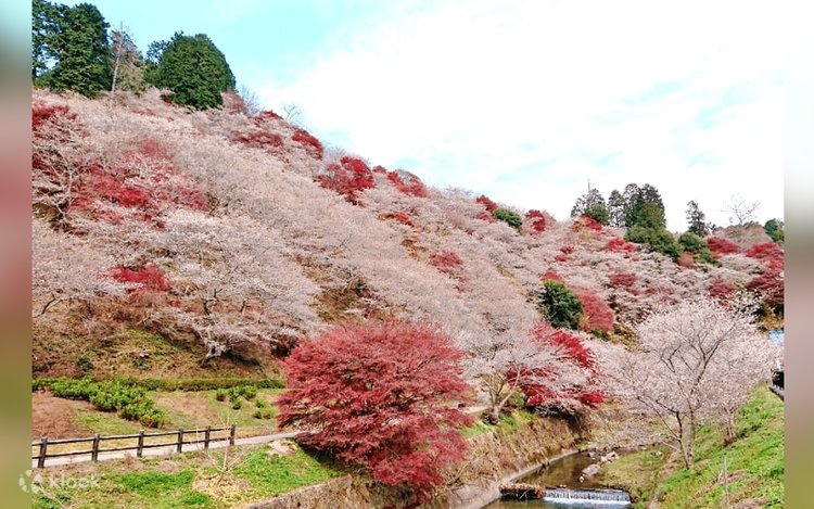 大阪発 2D 1N 香嵐渓 & 白川郷紅葉バス ツアー | Klook