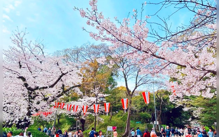 桜の季節限定 - 東京五大お花見スポット】新宿御苑&千鳥ヶ淵&上野恩賜