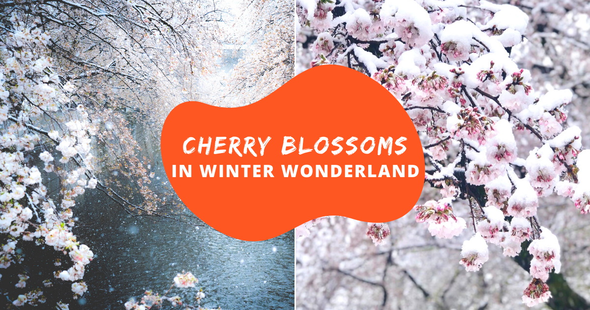 Rare Snow Falls On Cherry Blossoms In Japan Klook Travel Blog