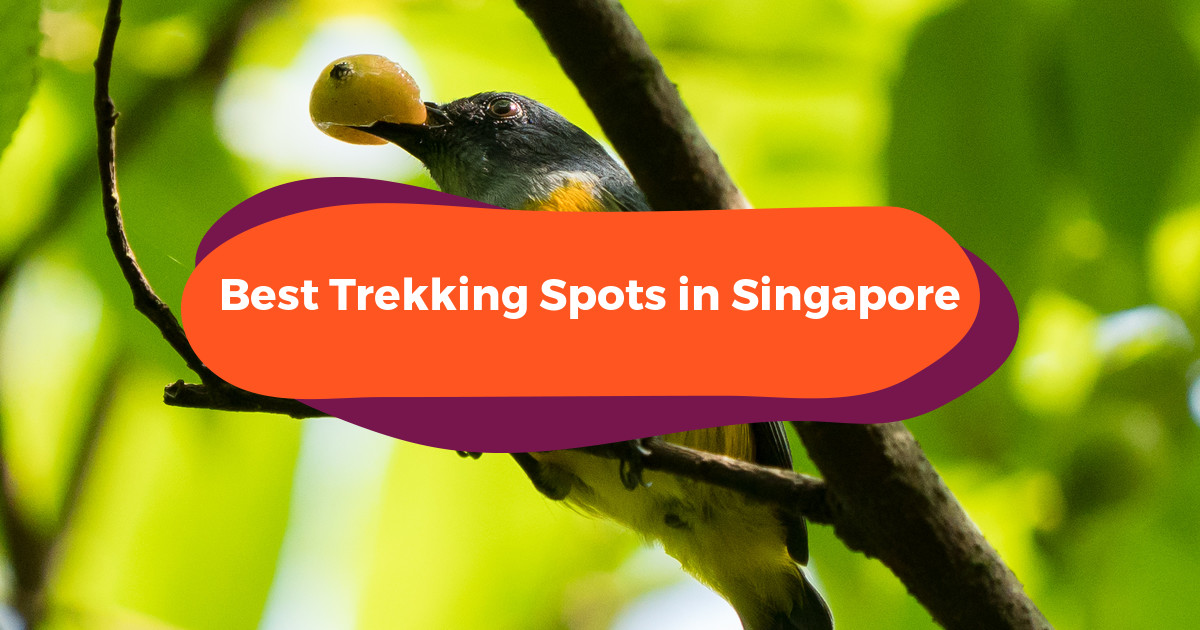 10 Best Hiking Spots Singapore: Where To Wander In The Lion City