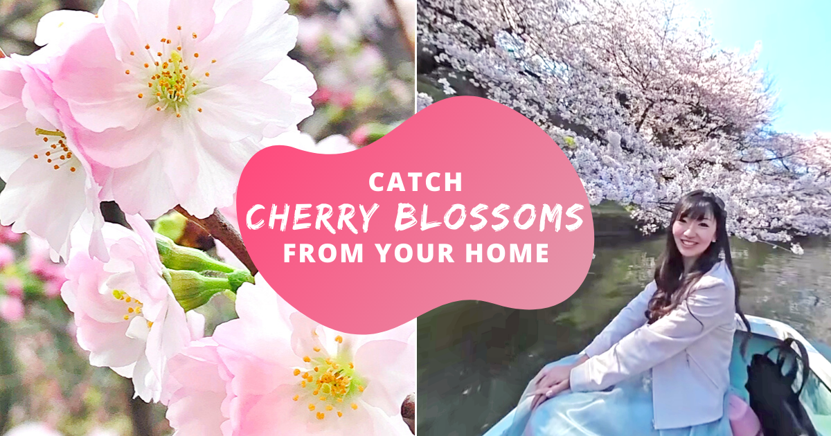 360° Videos Of Cherry Blossoms To Take A Break Off Netflix