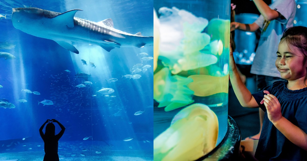 big city adventure sydney aquarium help