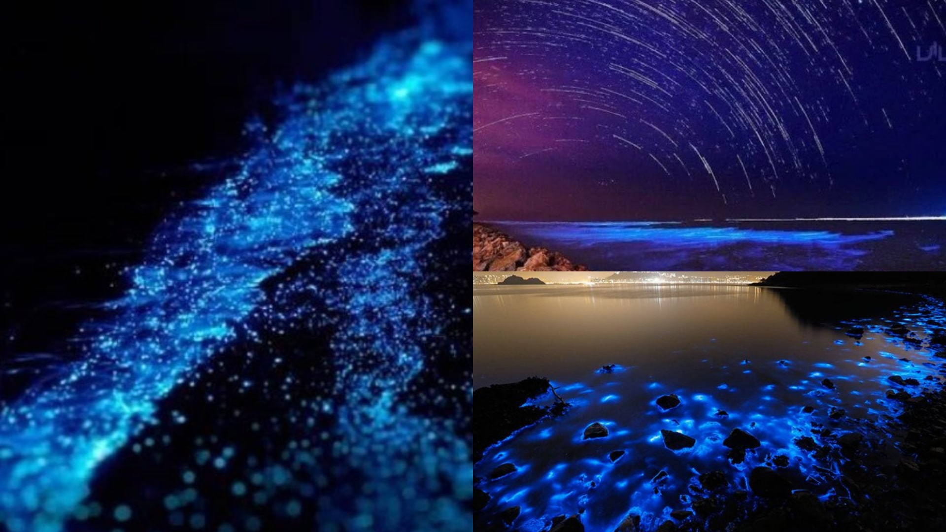 7 Dreamy Locations To Catch Sight Of Blue Tears In Malaysia 