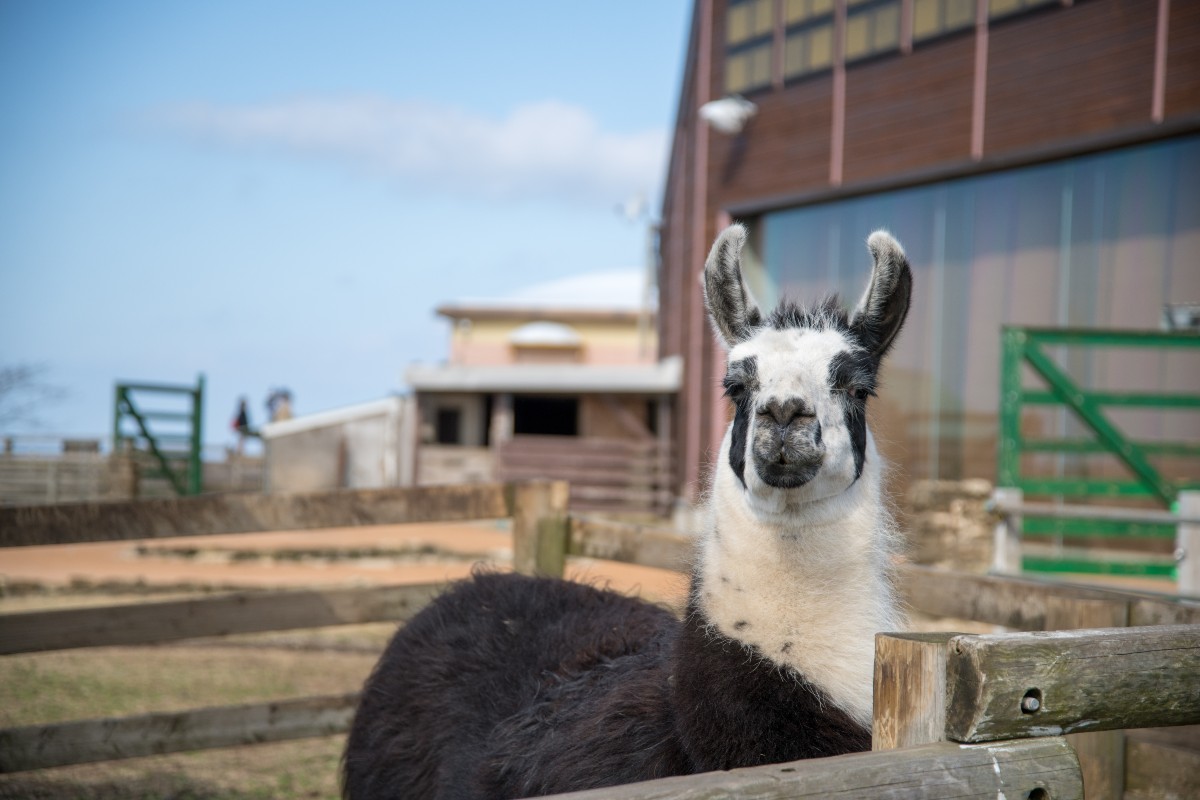 マザー牧場 完全ガイド 割引チケット情報 オススメ満喫プラン Klookブログ マザー牧場 完全ガイド 割引チケット情報 オススメ満喫プラン Klookブログ