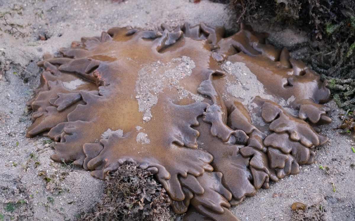 shaking-land-and-water-02