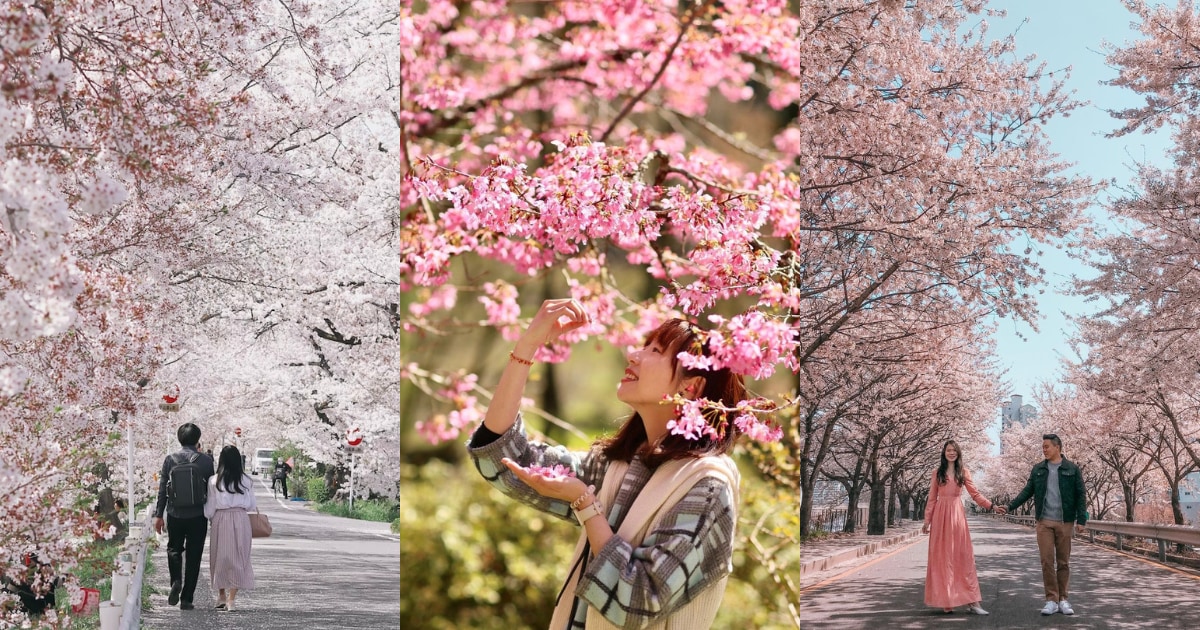 Where to See Cherry Blossoms in Japan, Korea, & Taiwan 2023 - Take Your  Pick! - Klook Travel Blog