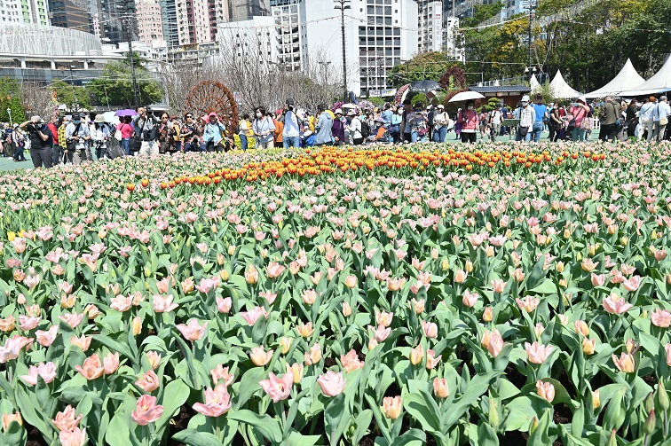 Tulips