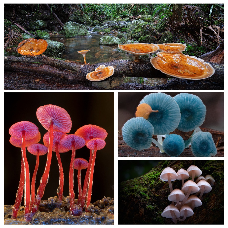 Different-fungi-species