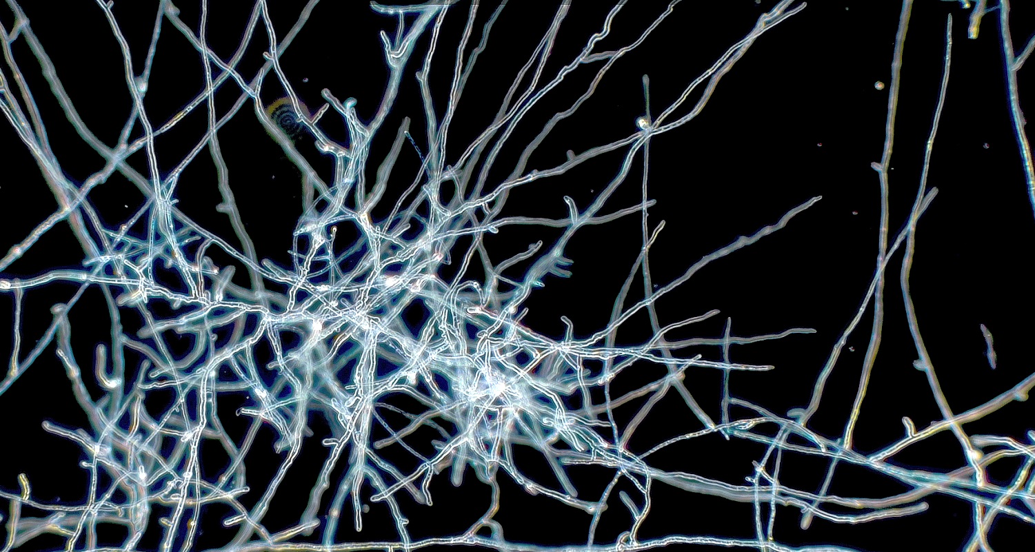 Hyphae