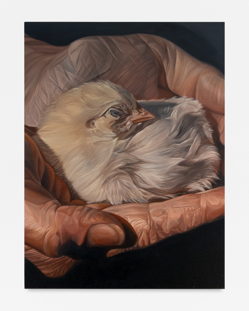 RSHA001_Rachel Sharpe_Pullet (2023), oil on panel, 61 x 46 cm