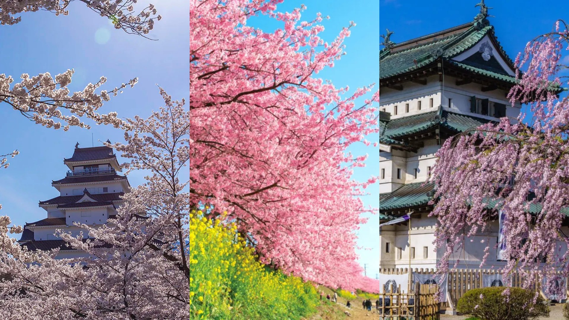 Magic Sakura Tree: The new way to enjoy flower-viewing at home