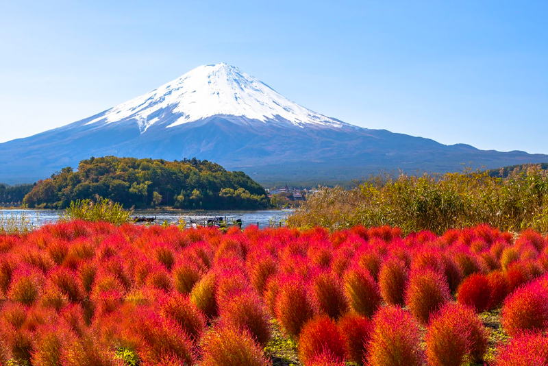 Mount Fuji Flower Viewing] Arakurayama Sengen Park & Hikawa Clock 