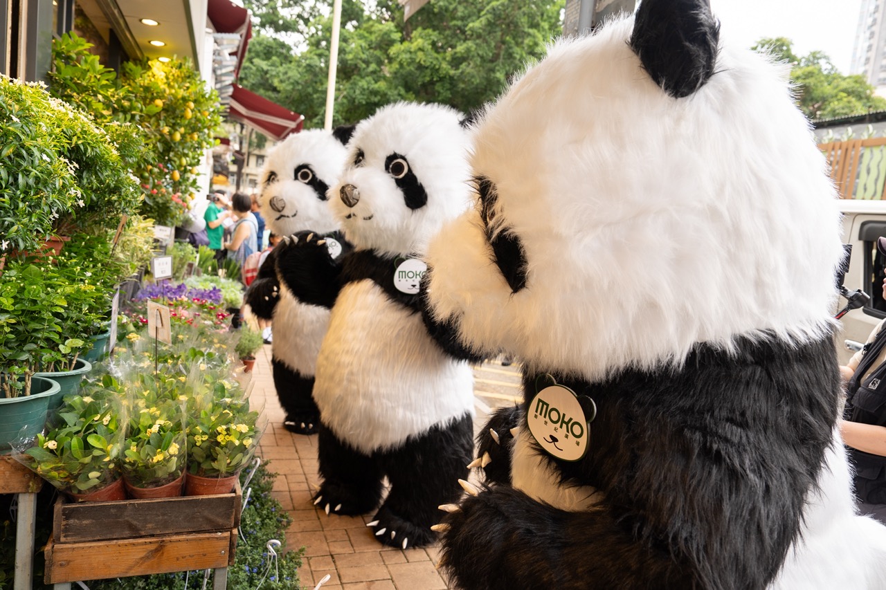 「熊貓三寶」闖進花墟，誤以為可在花墟尋找竹葉醫肚？！ (1) 大