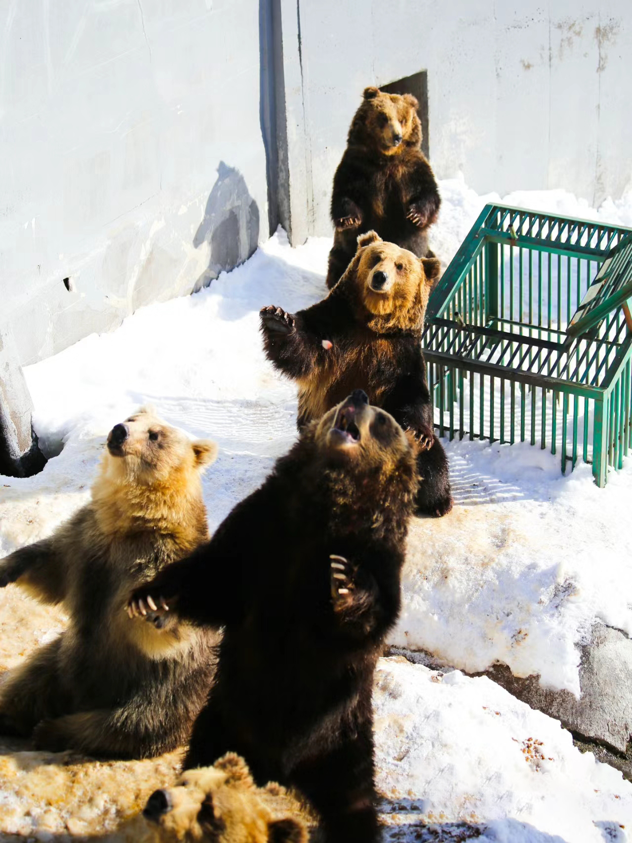 [Hokkaido Toyako] Lake Toya, Noboribetsu Jigokudani, Bear Farm or Mt ...