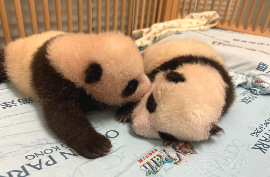 op-panda-twin-cubs-100days-2
