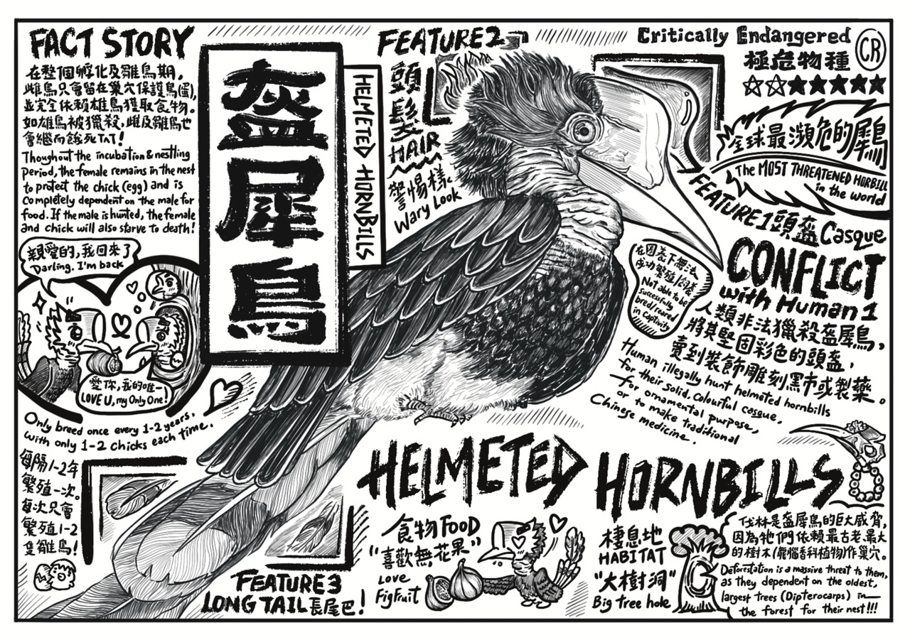 Zone 5_Helmeted Hornbills Postcard 大