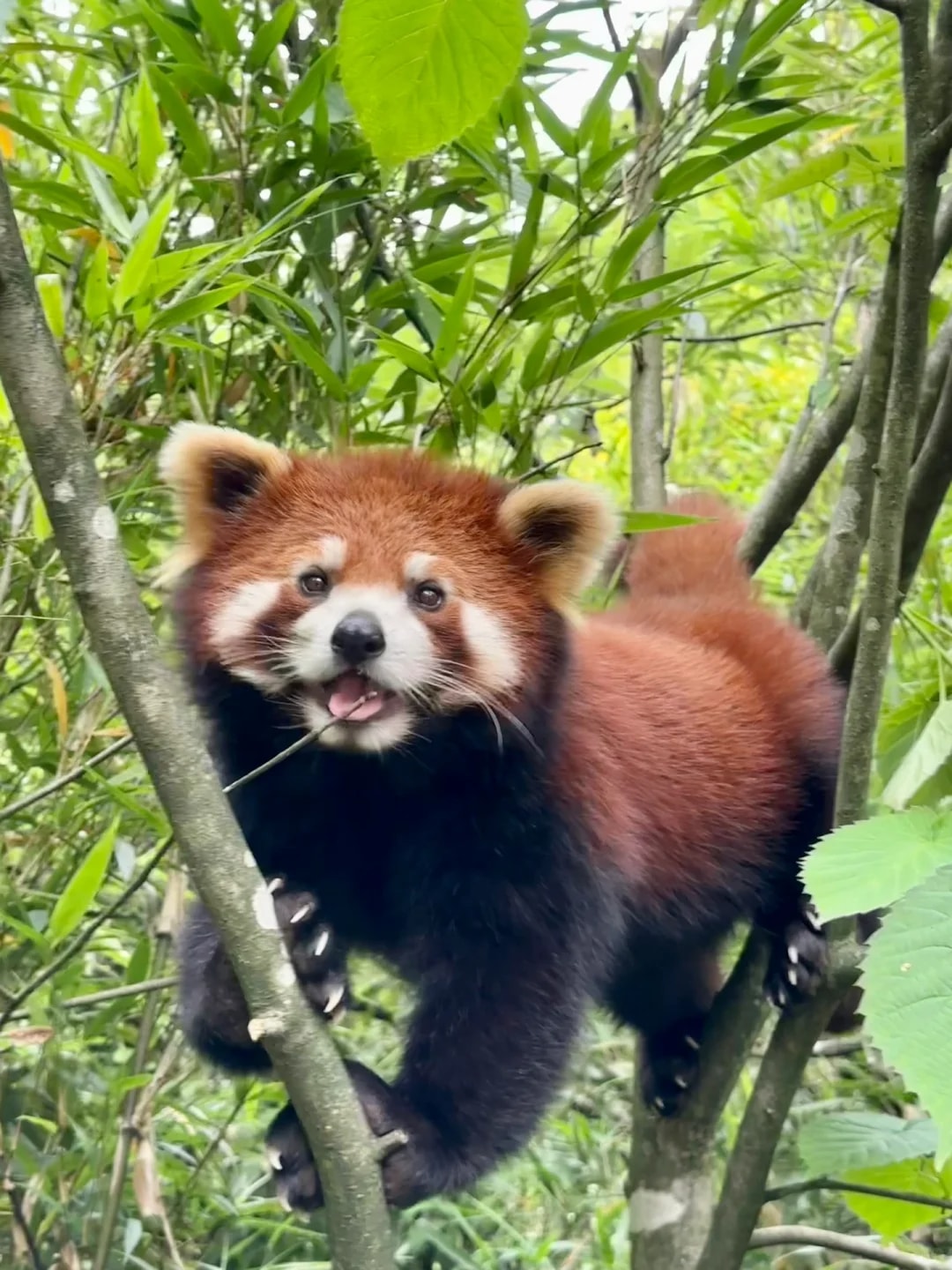 熊貓谷1