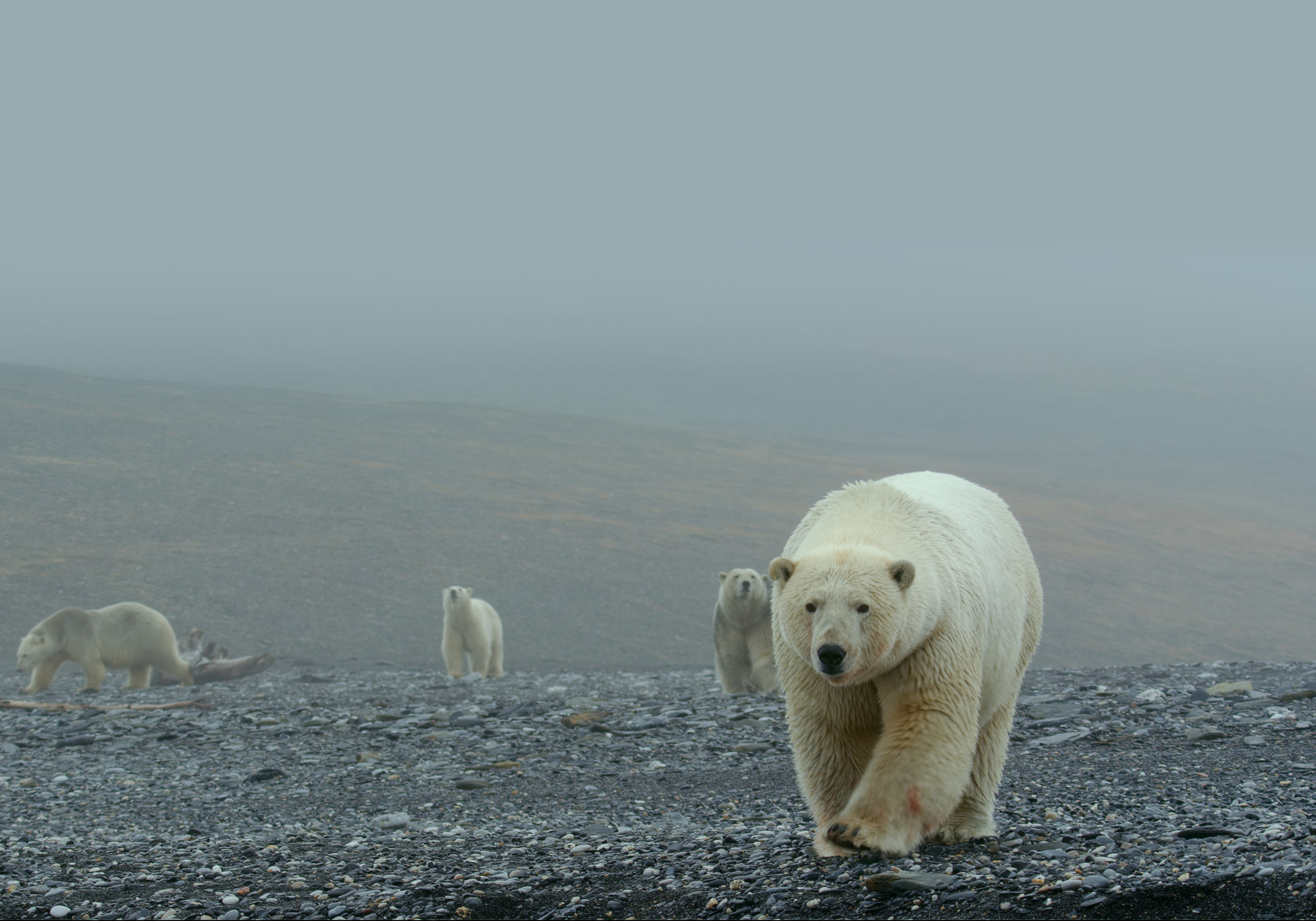 Arctic-01