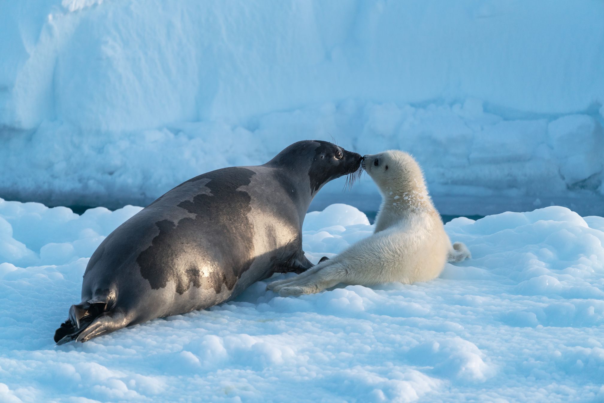 Arctic-02