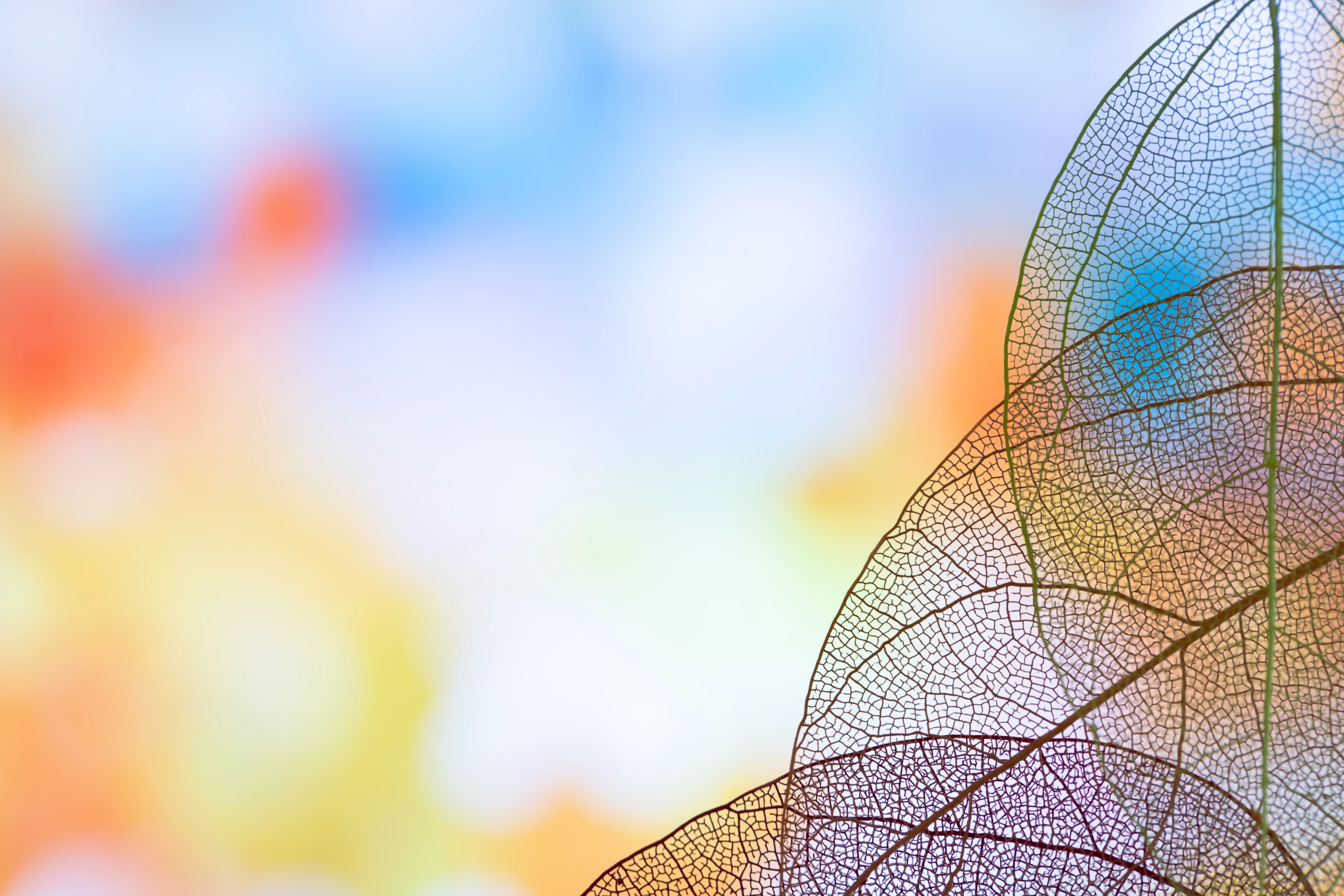 mei-li-de-tou-ming-lan-se-ye