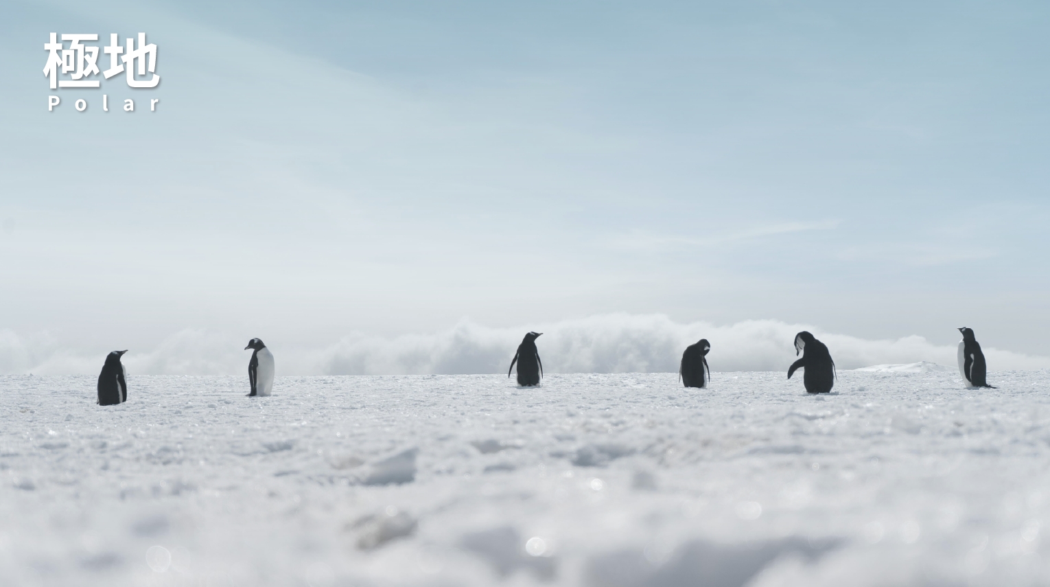 Polar Area