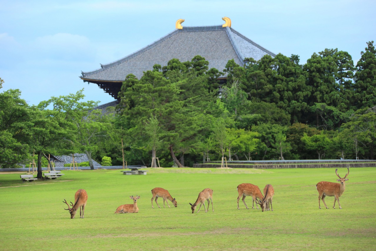 奈良公園