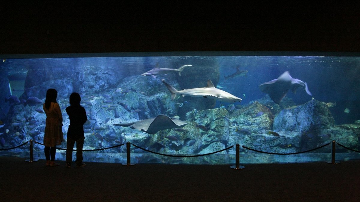 Umitamago Aquarium Ticket in Oita