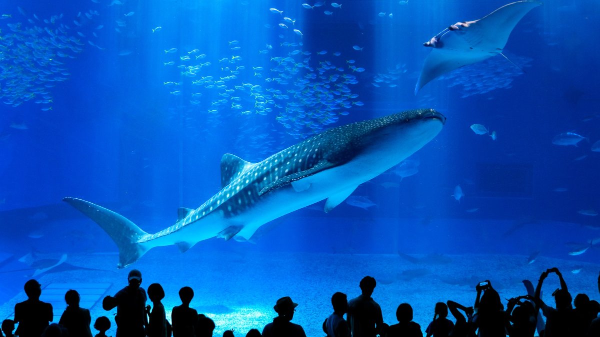 Okinawa Churaumi Aquarium Ticket