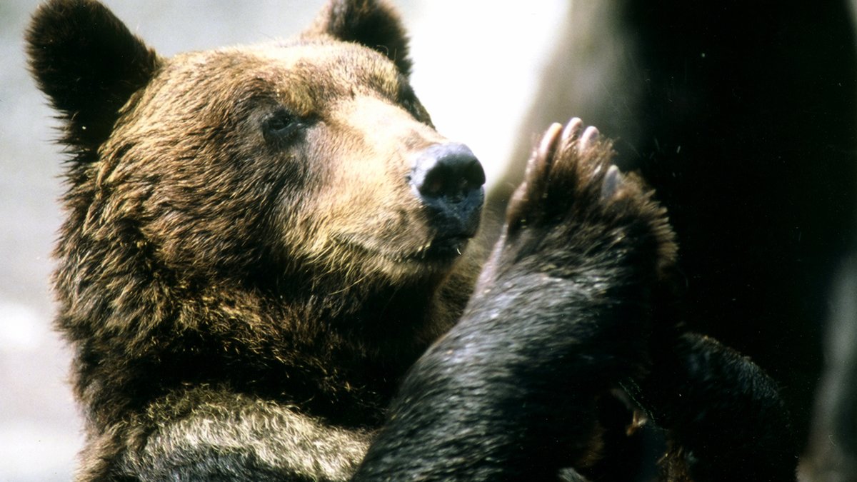 Noboribetsu Bear Park Ticket