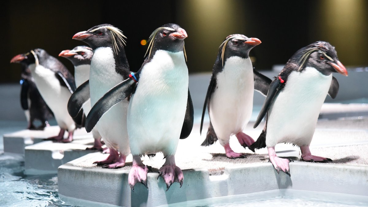 AQUARIUM PARK AOAO SAPPORO (Hokkaido)