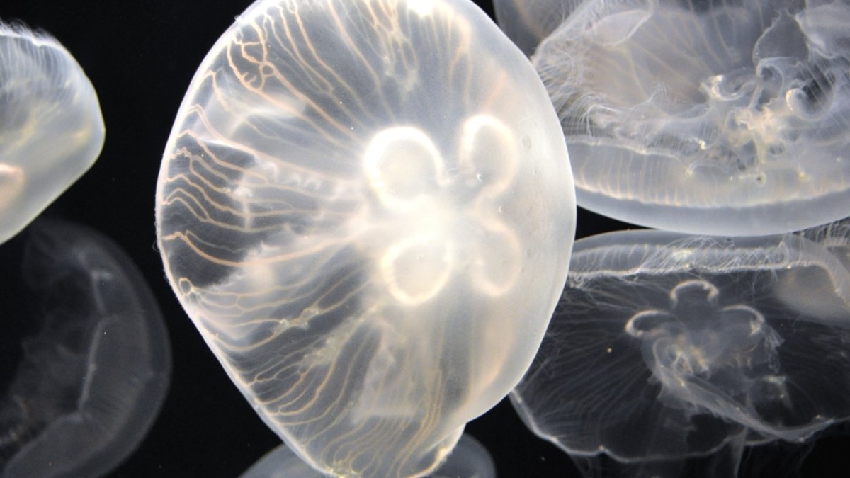Shimane AQUAS Aquarium Ticket in Hamada