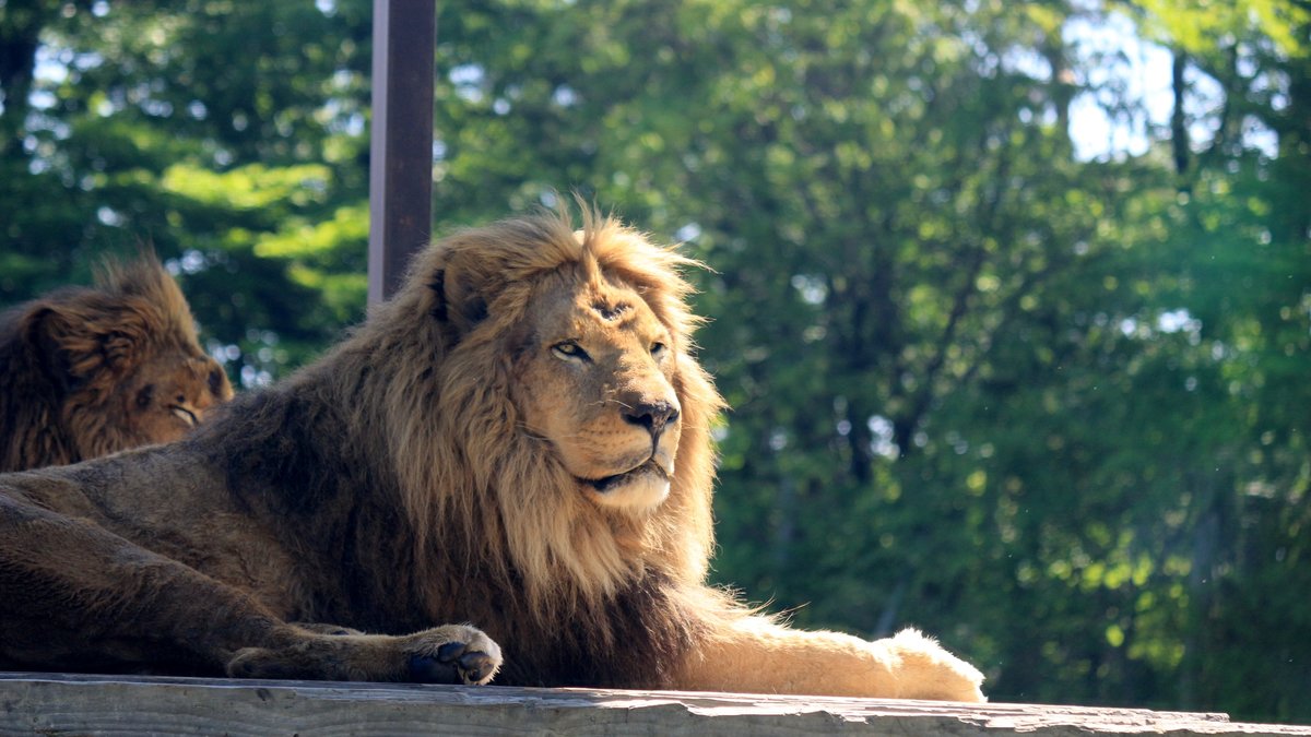 Nasu Safari Park Ticket