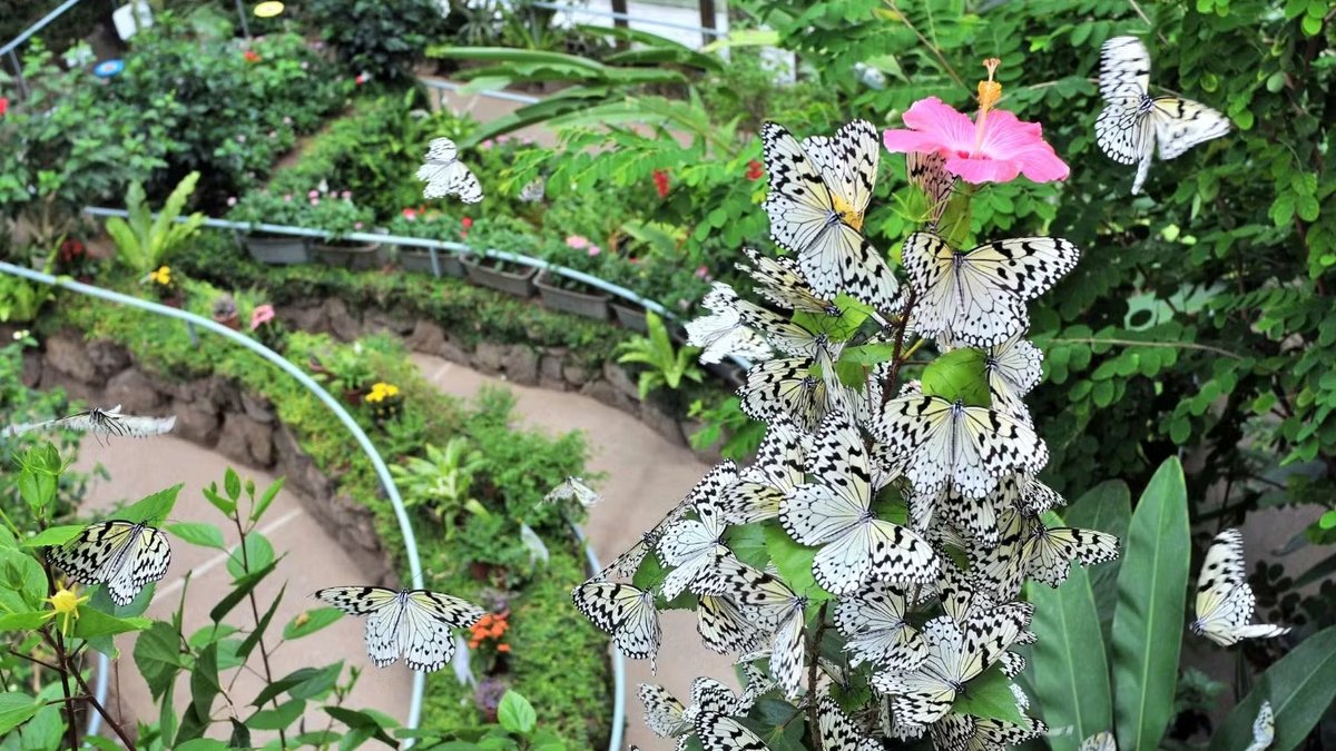 Ishikawa Insect Museum Admission Ticket
