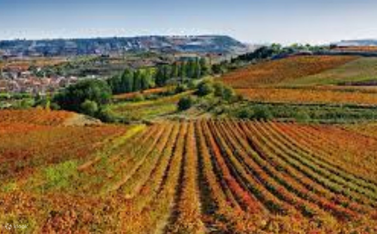 One Rioja Day Rioja and Ribera del Duero Wineries Private One Day Tour from Madrid ...