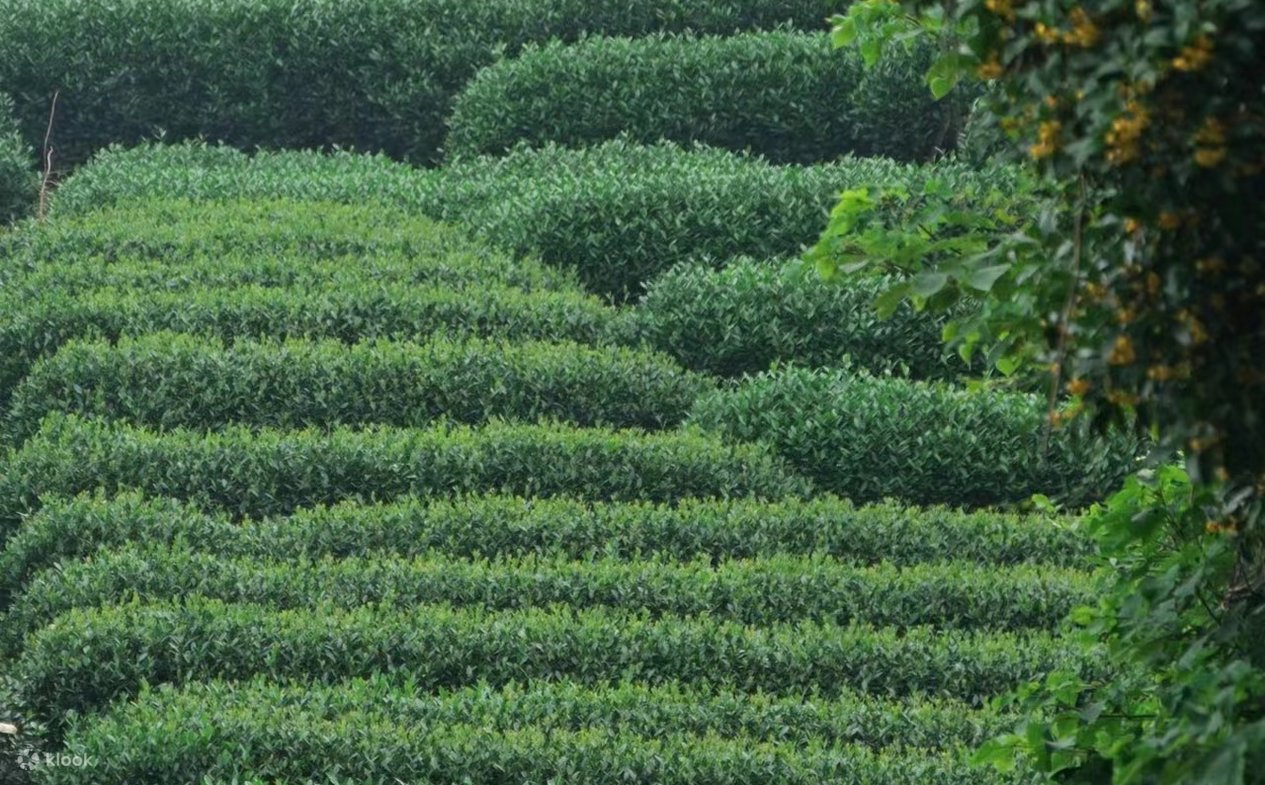 Longjing Village Tea Picking + Tea Roasting + Tea Tasting Tour + Manual ...