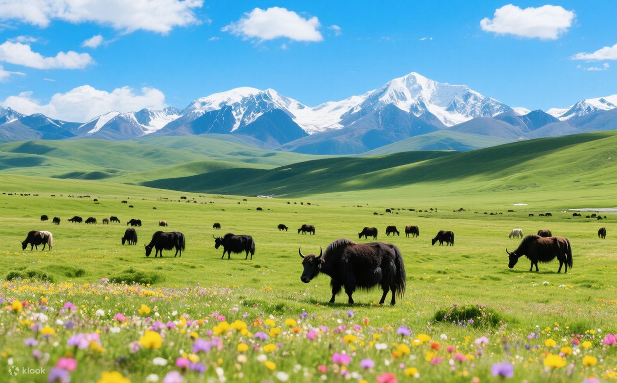 7 Day Tour In Lianbaoyeze Goluo Qinghai Traveling Through 