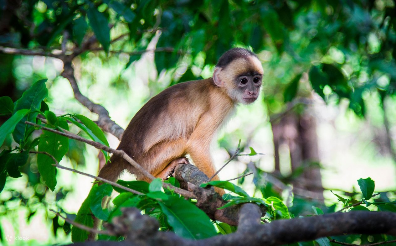 Immerse in Nature: Manu Amazon Tour 3 Days Adventure - Klook Philippines