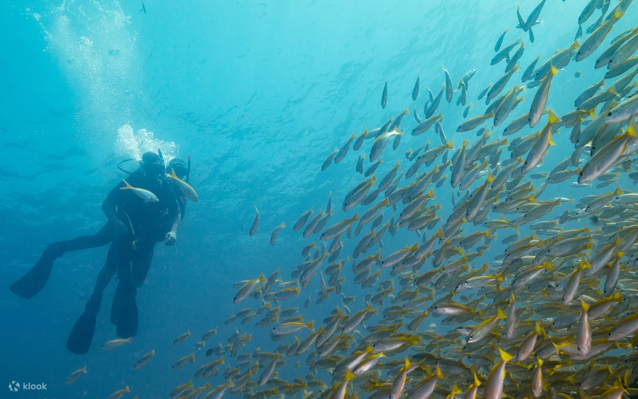 Koh Lipe Full Day Scuba Diving