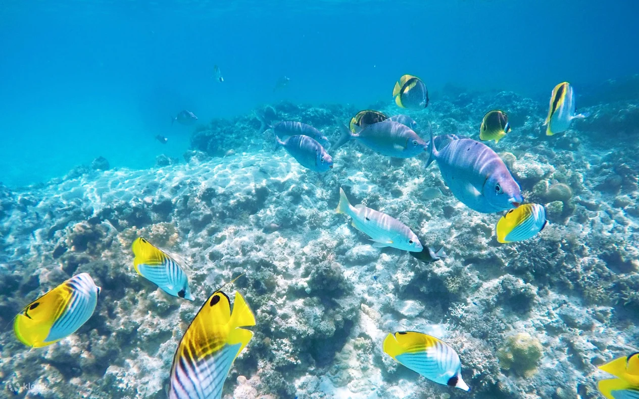 Okinawa Island Hopping: Snorkeling & Swimming at Kerama Tokashiki