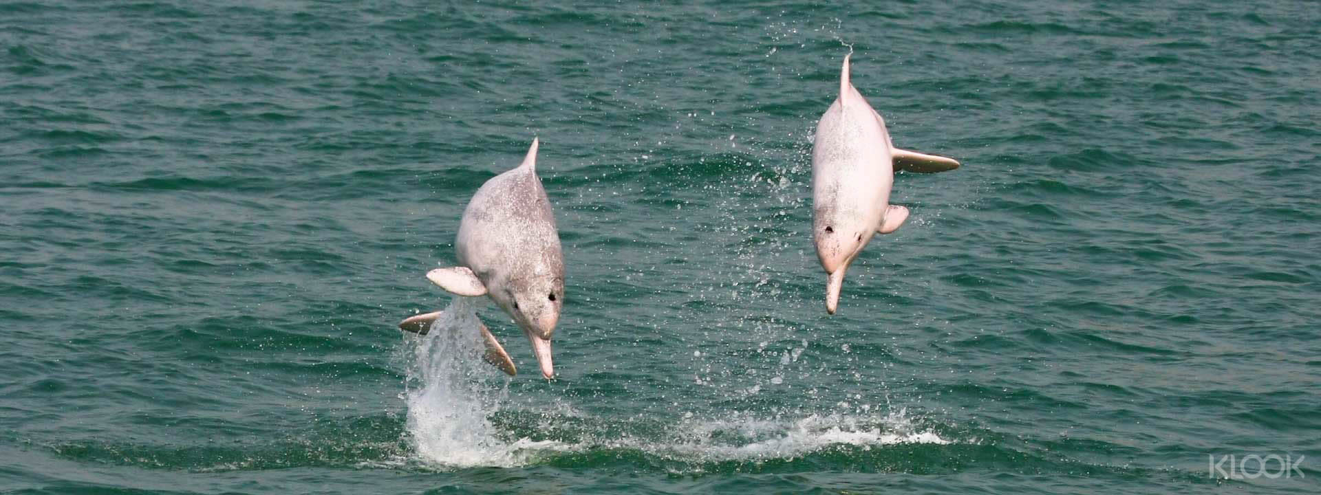 Pink Dolphin Sighting Tour - Image 1