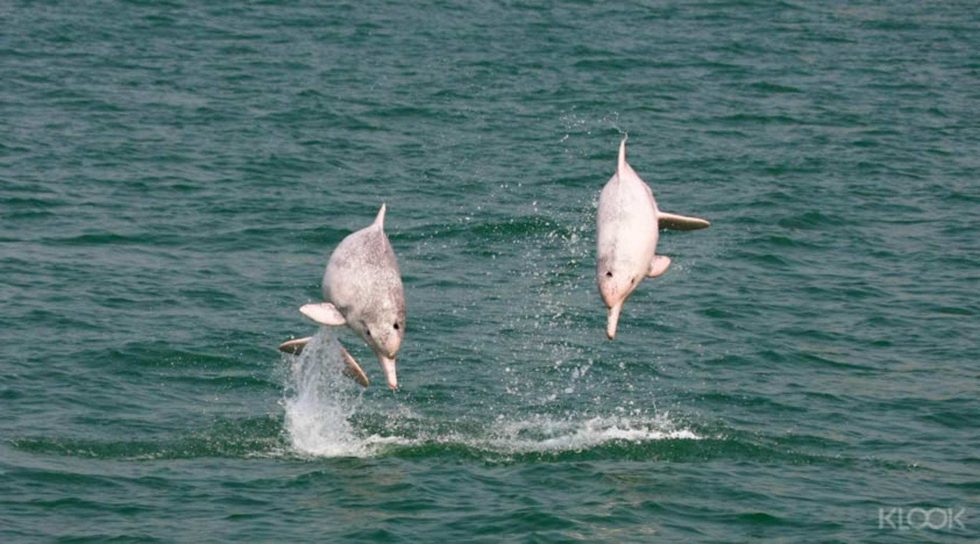 Pink Dolphin Sighting Tour - Thumbnail 2