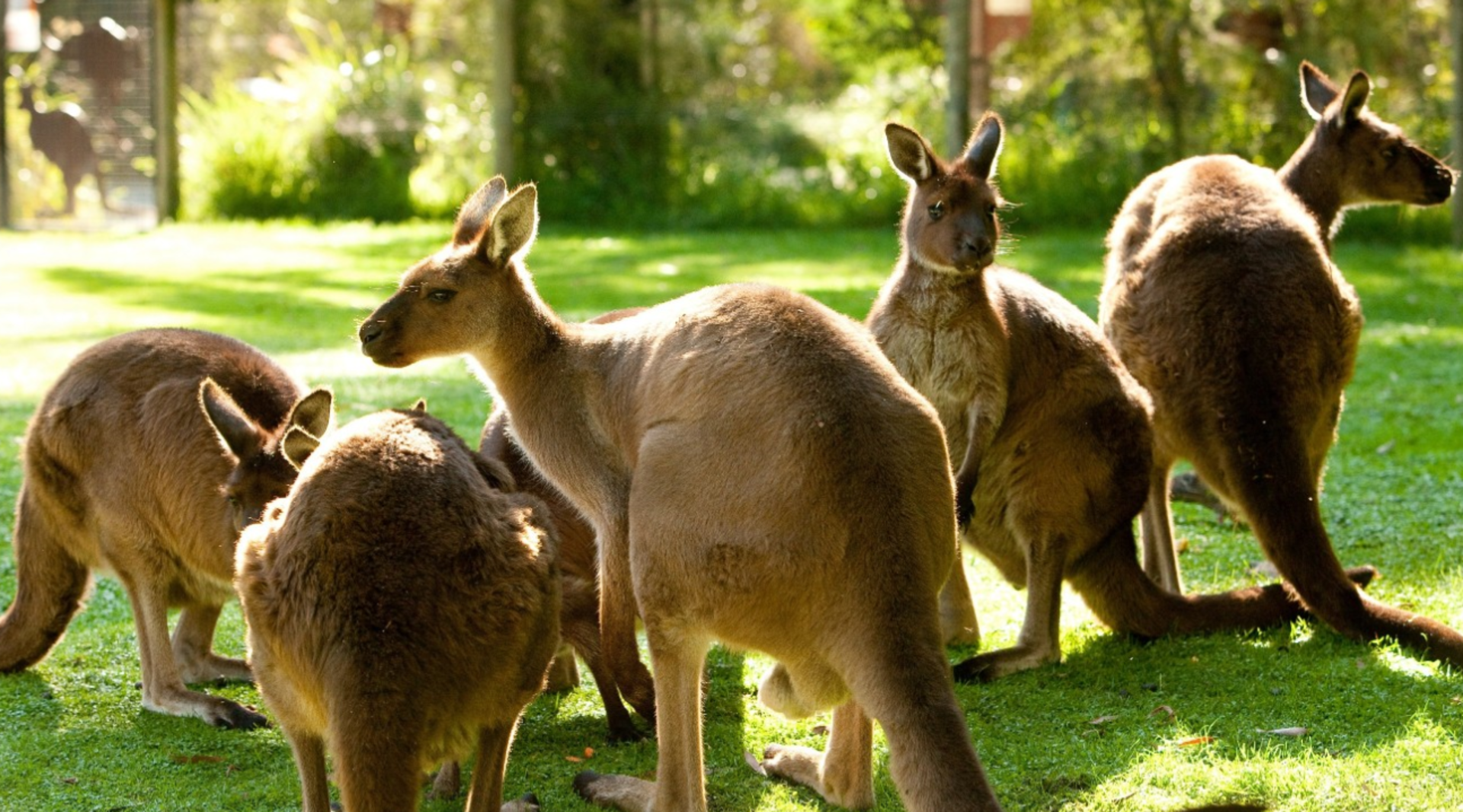 Healesville Sanctuary Ticket - Thumbnail 4