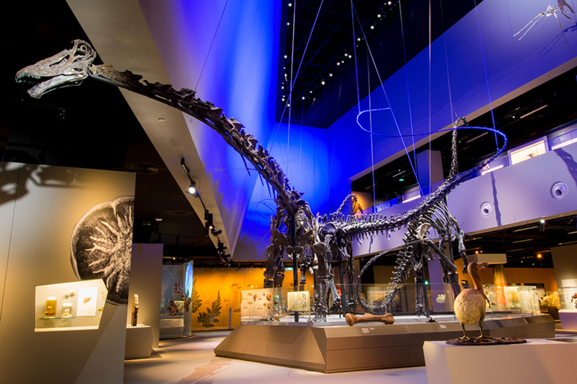 Lee Kong Chian Natural History Museum Ticket in Singapore - Thumbnail 4
