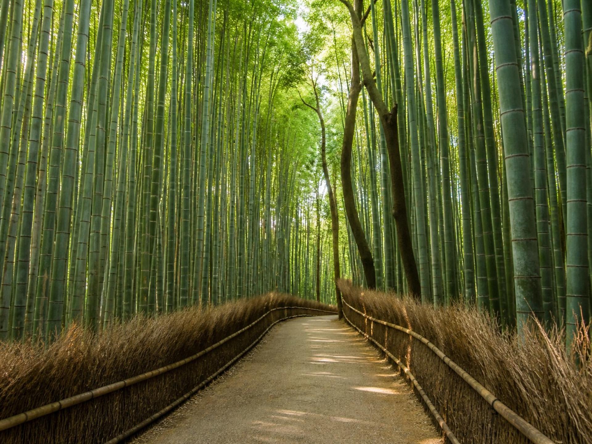 Kyoto 1 Day Bus Tour : Fushimi Inari, Kinkakuji, Bamboo Grove - Thumbnail 31