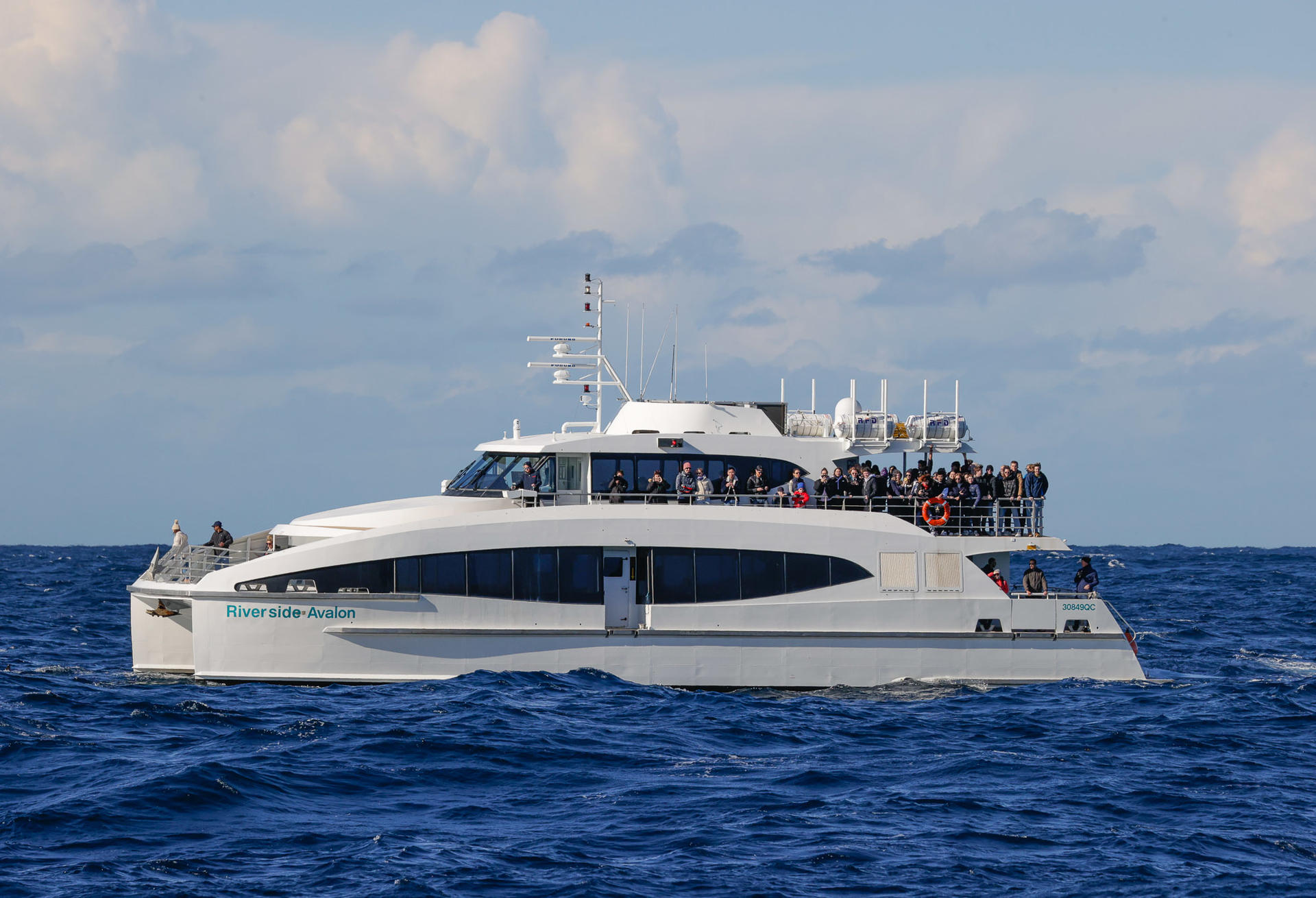 2-Hour Whale Watching Sydney Harbour Cruise - Thumbnail 7