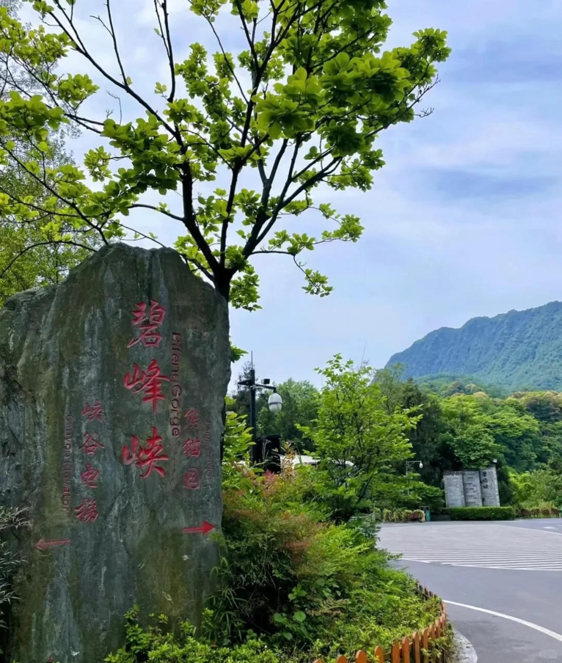 [Meet Xiang Xiang] Sichuan Bifengxia Panda Base & Huanglongxi Private Day Tour - Thumbnail 4