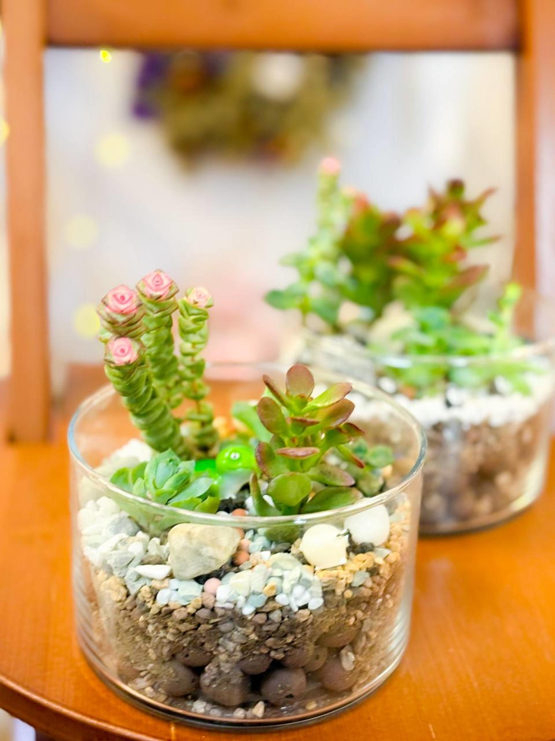 Myosotis Flower - Succulent Terrarium Workshop - Thumbnail 40